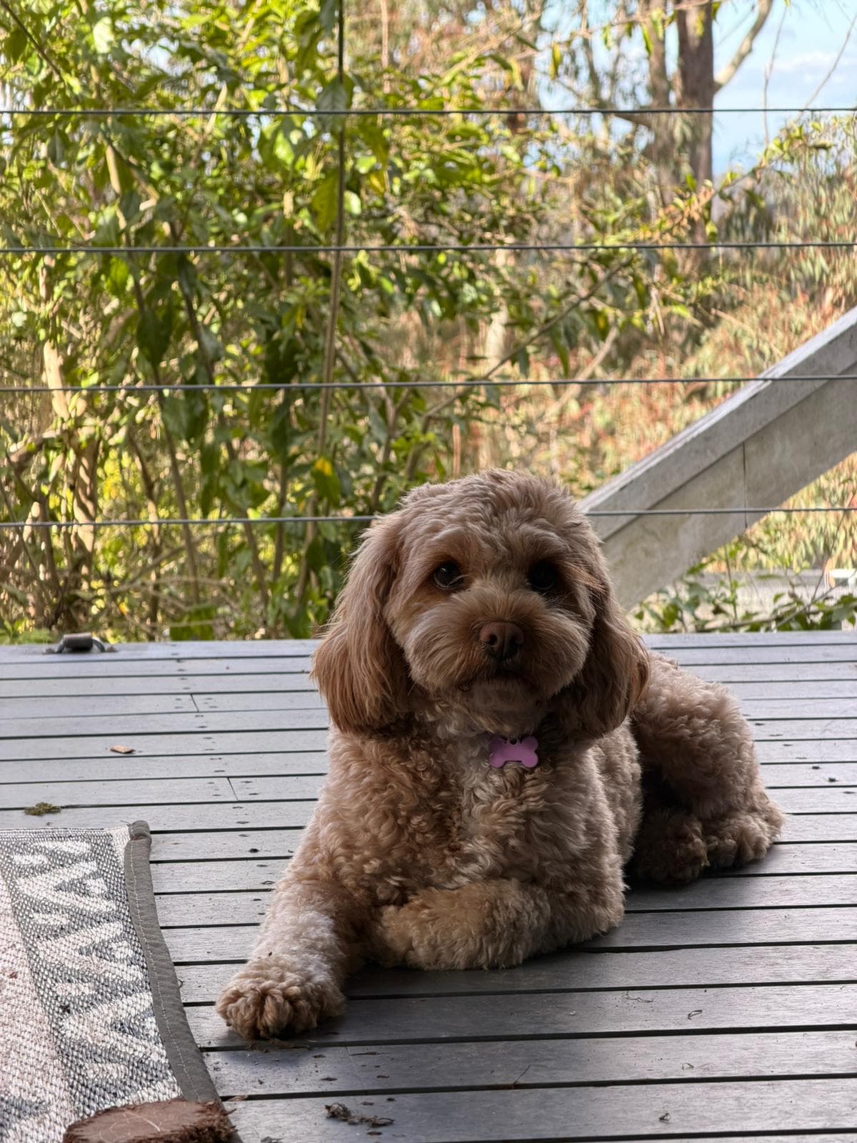 Windy en adopción